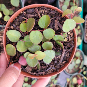 Peperomia 'Ruby Cascade'