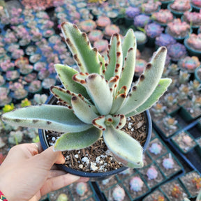 Kalanchoe tomentosa - Panda Plant, Donkey Ears - Succulents Depot