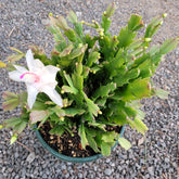 Thanksgiving Cactus with white fuchsia-tipped bloom.