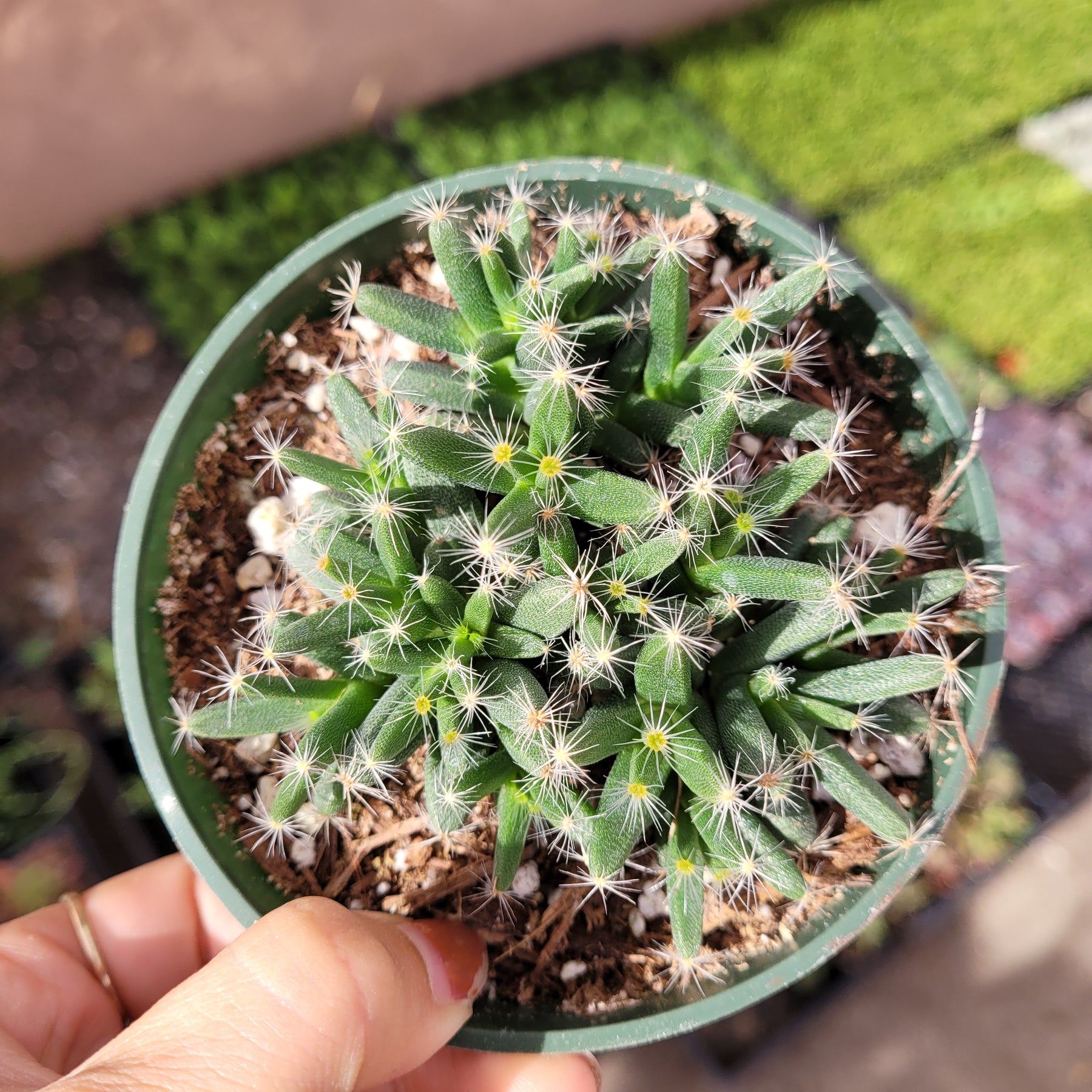 is the desert rose a succulent Trichodiadema densum 'Mini Desert Rose'