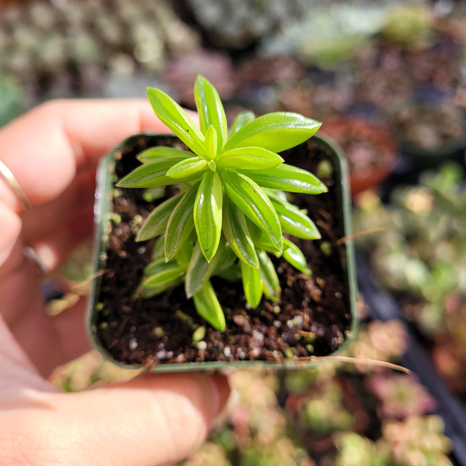 Peperomia axillaris - Succulents Depot