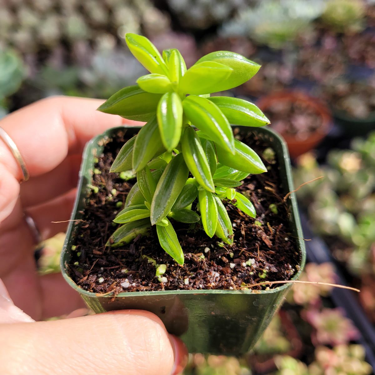 Peperomia axillaris - Succulents Depot