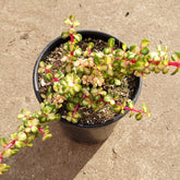 Variegated Portulacaria afra 'Elephant Bush' in black nursery pot.
