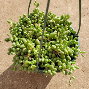 String of Watermelons Senecio herreanus