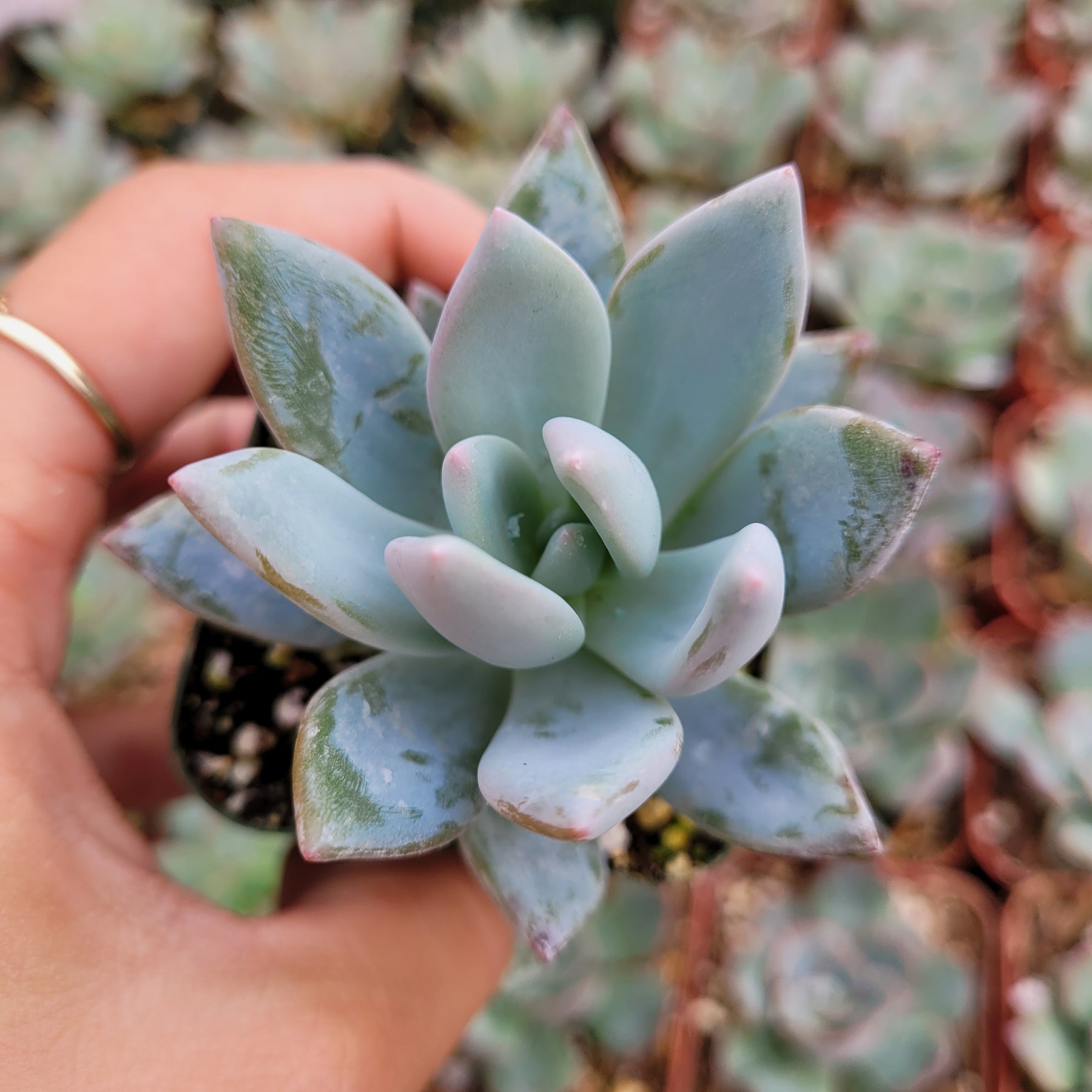 powdery succulent Pachyveria 'Powder Puff'