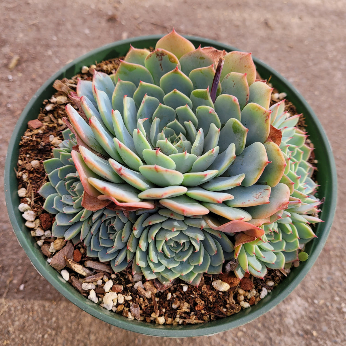 Echeveria Azulita Cluster - Succulents Depot