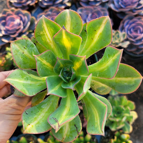 Aeonium 'Starburst'