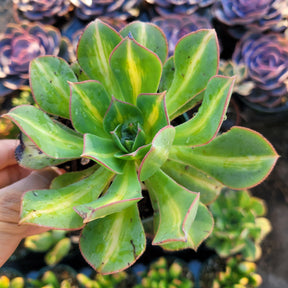 Aeonium 'Starburst'