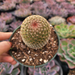 Mammillaria matudae - Thumb Cactus - Succulents Depot