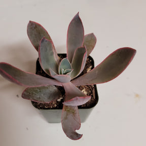 Echeveria 'Afterglow' - Succulents Depot