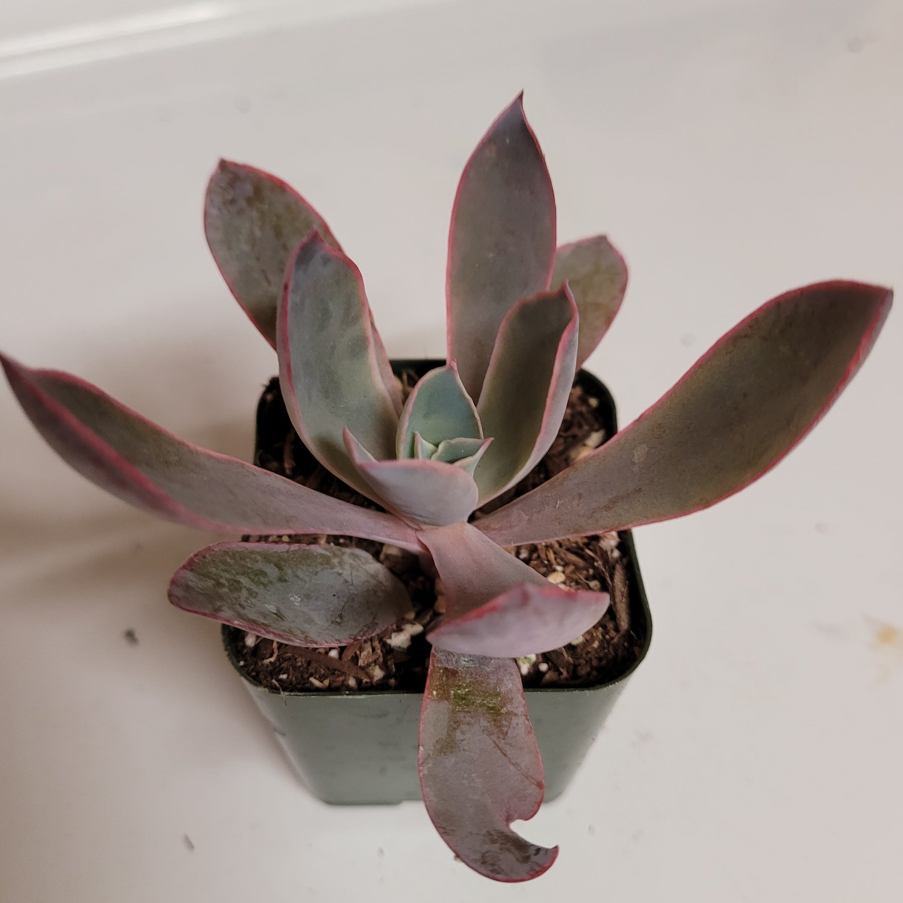 afterglow succulent Echeveria 'Afterglow'