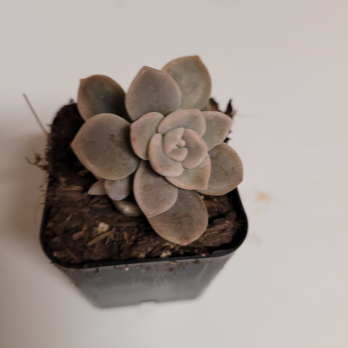 Graptoveria Sp