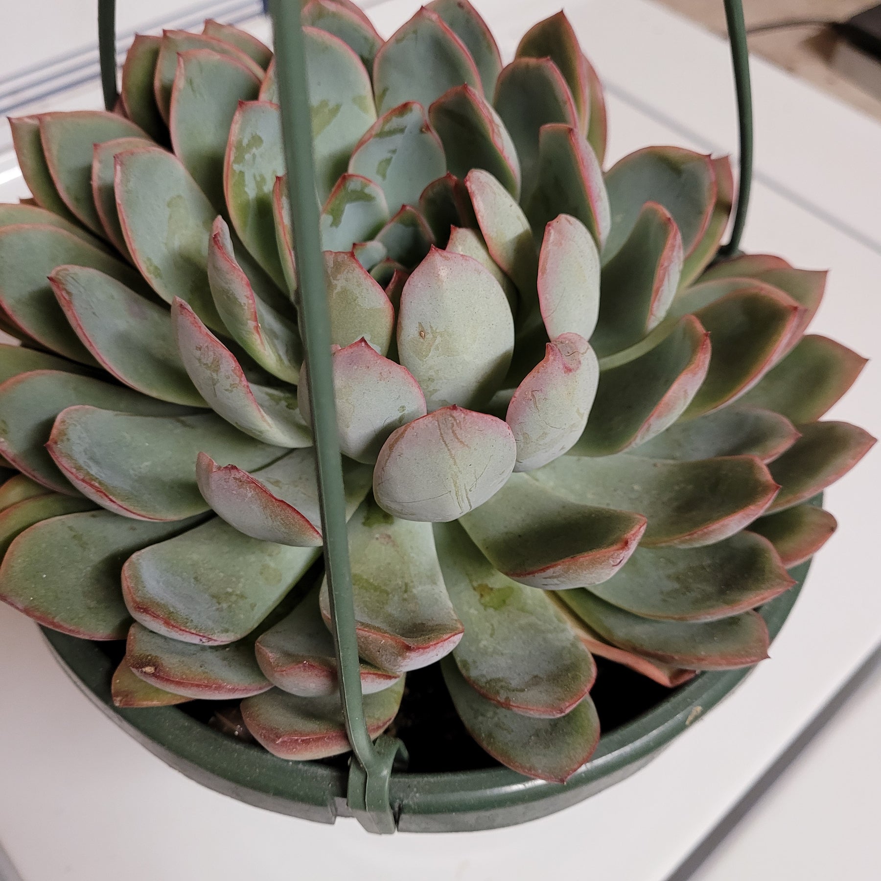 echeveria apus succulent plant Echeveria 'Apus'