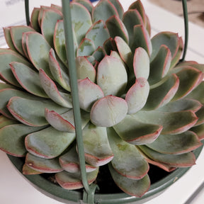 Echeveria 'Apus'