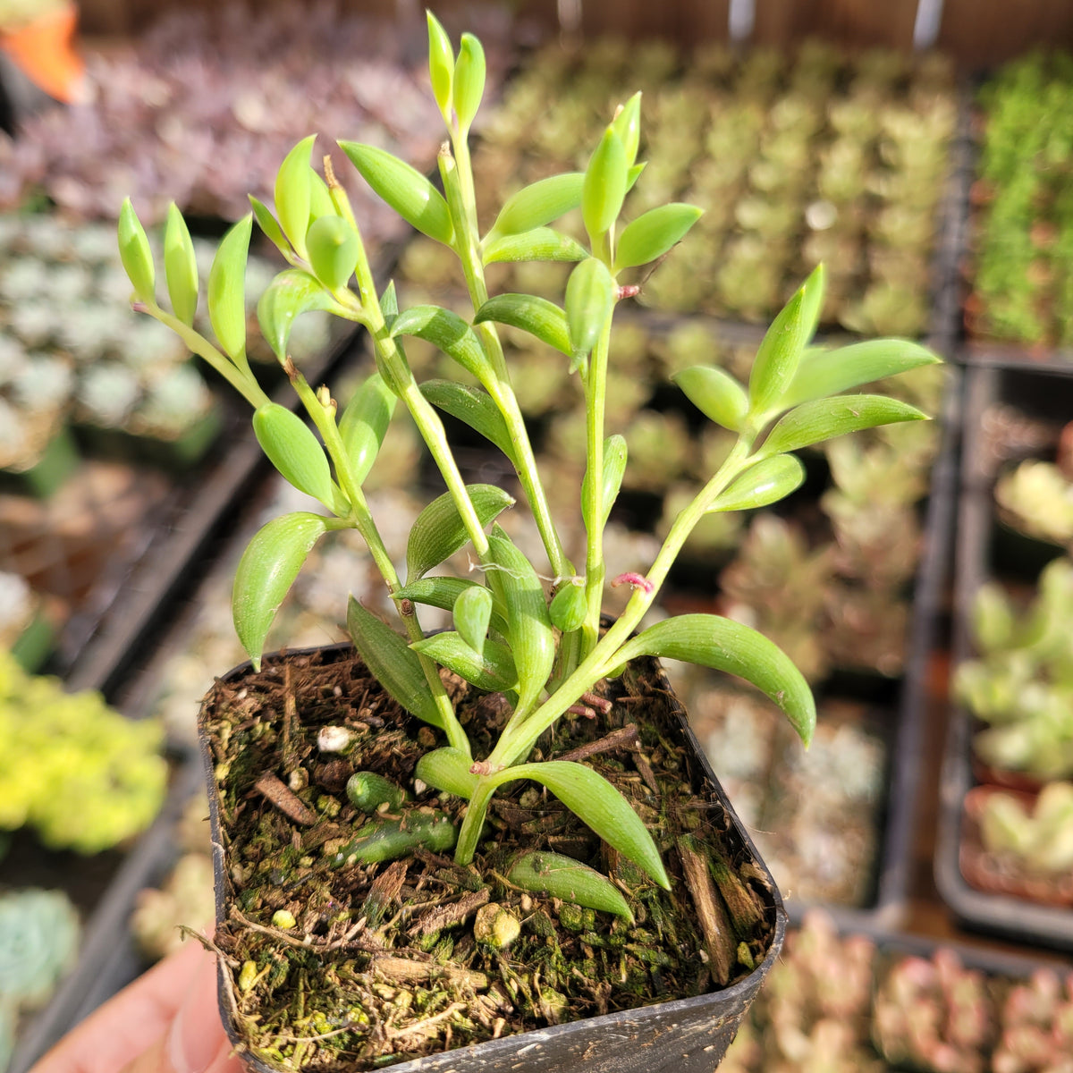 String of Bananas Senecio radicans