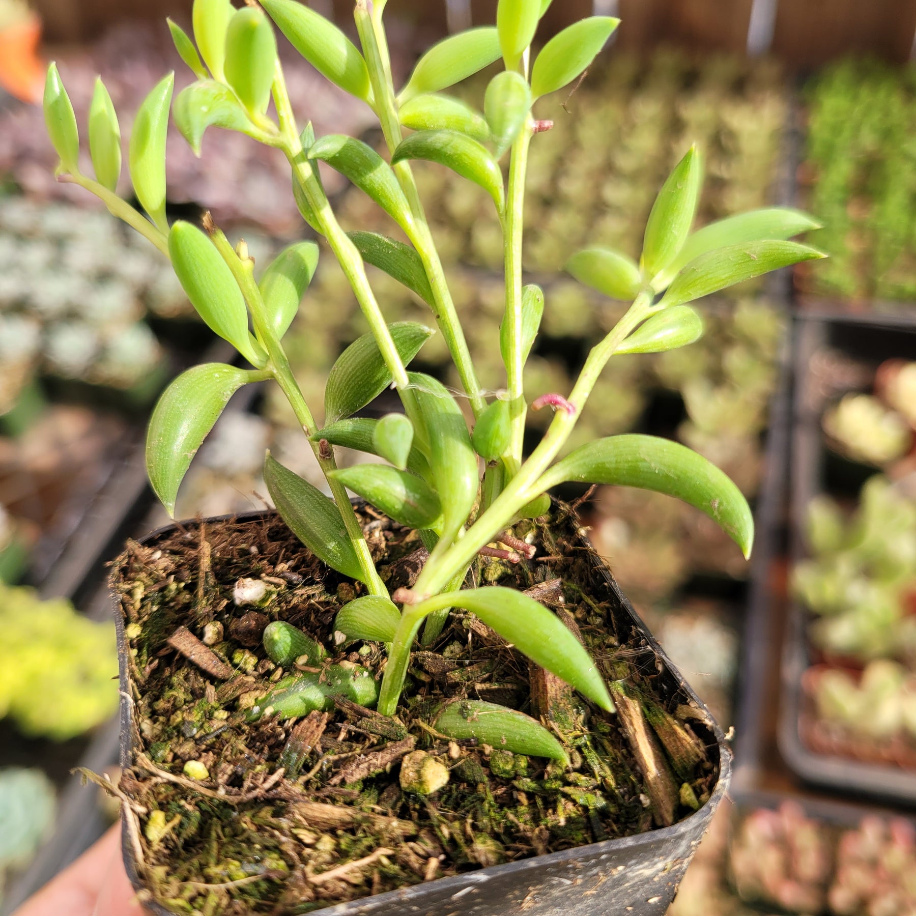 succulent plant string of bananas String of Bananas Senecio radicans
