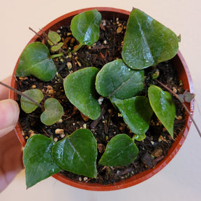 Ceropegia woodii String of Hearts "Orange River"