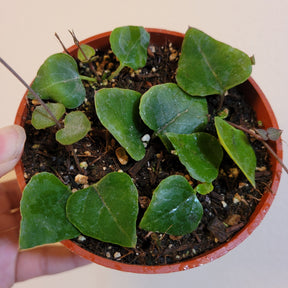 Ceropegia woodii String of Hearts "Orange River"