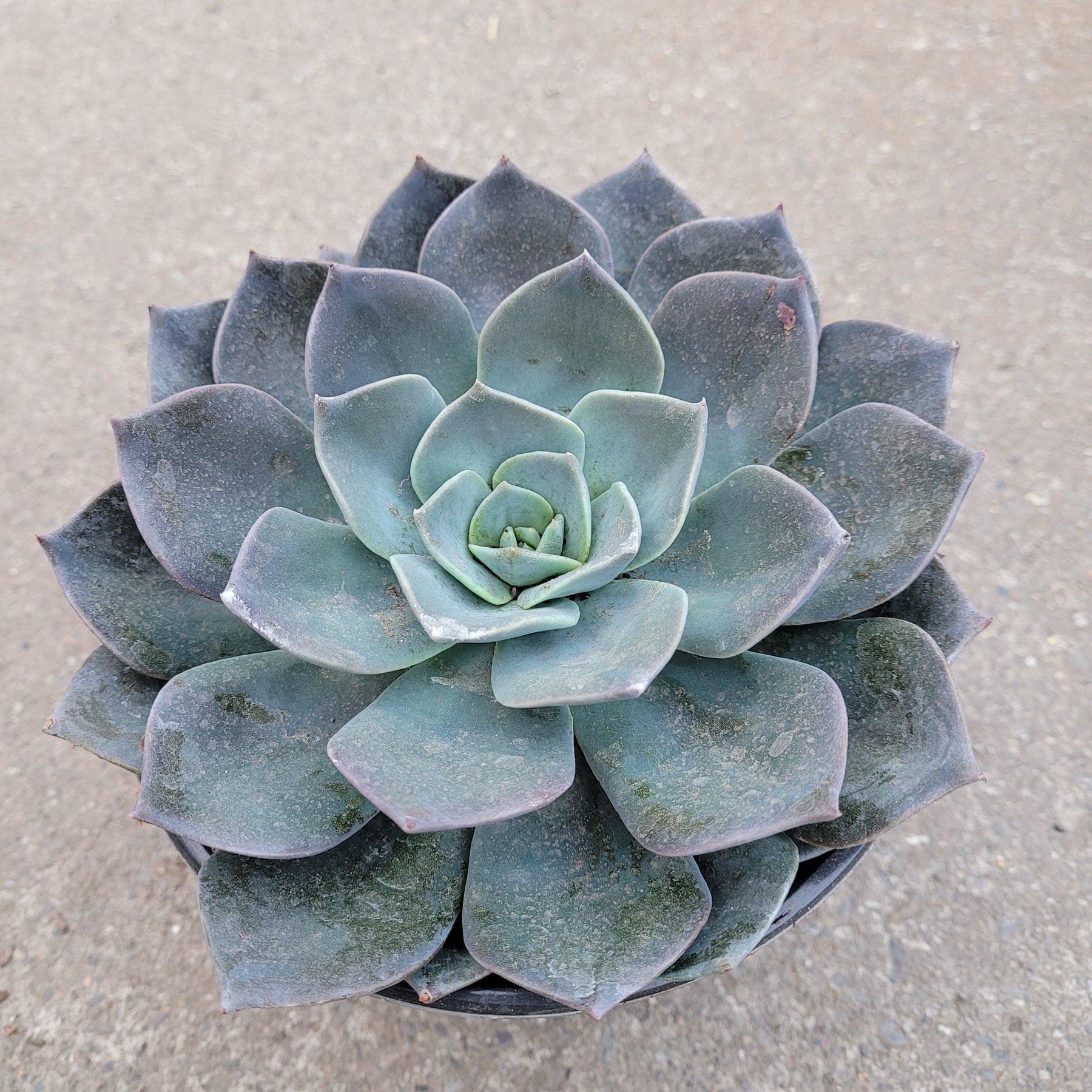 blue green succulents Echeveria 'Blue Prince'