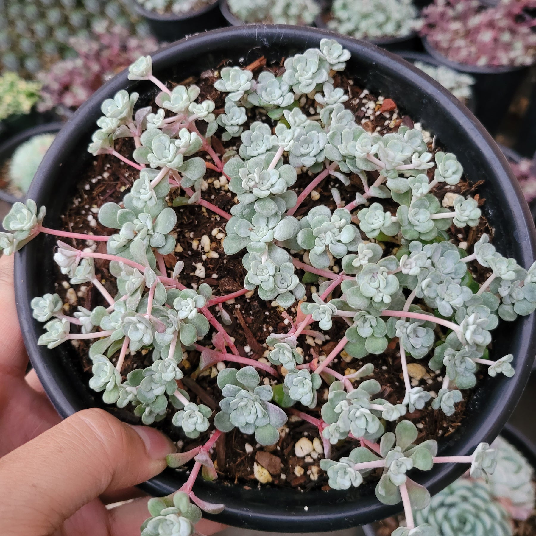 stonecrop succulent plant Sedum spathulifolium 'Cape Blanco' Stonecrop