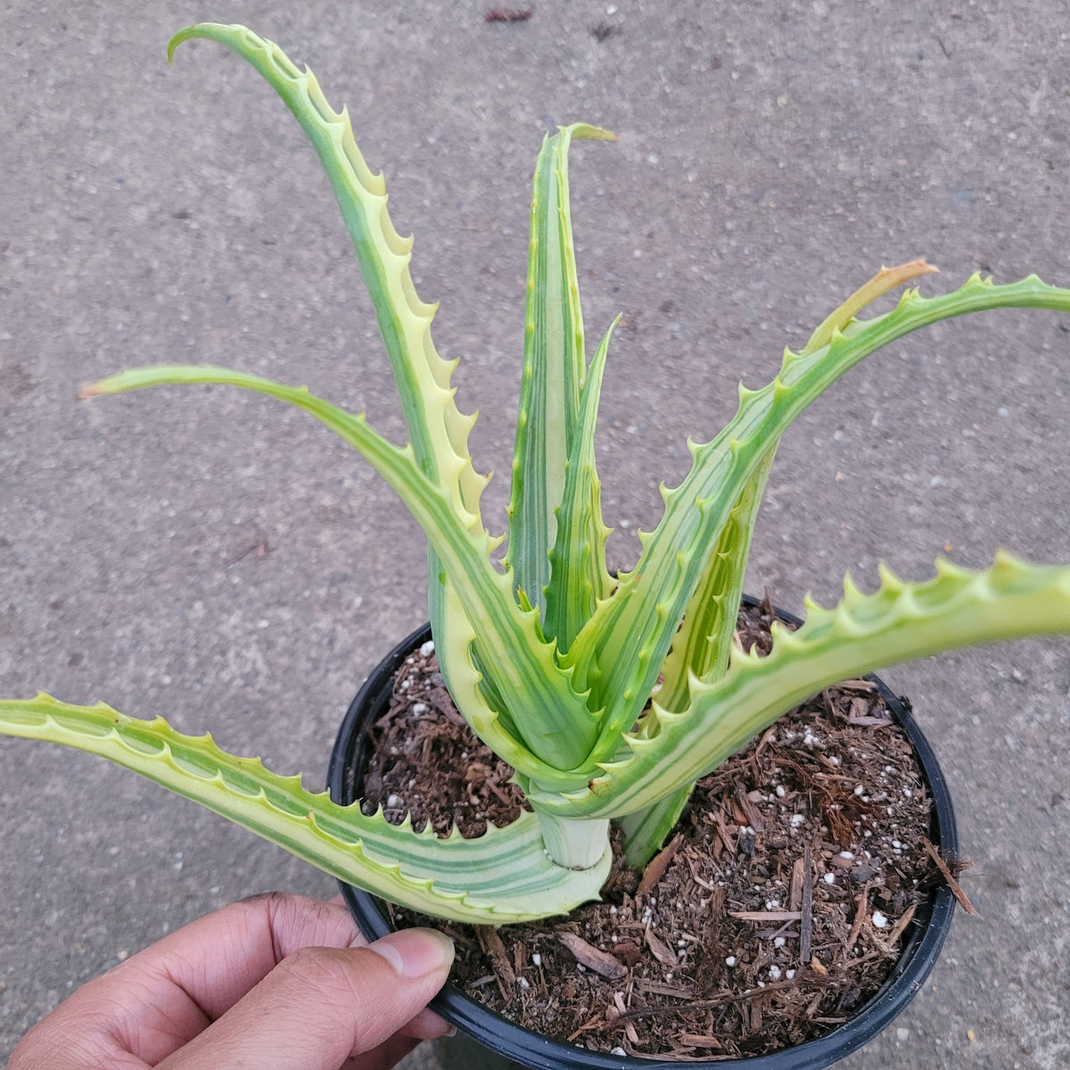 Aloe nobilis Variegata