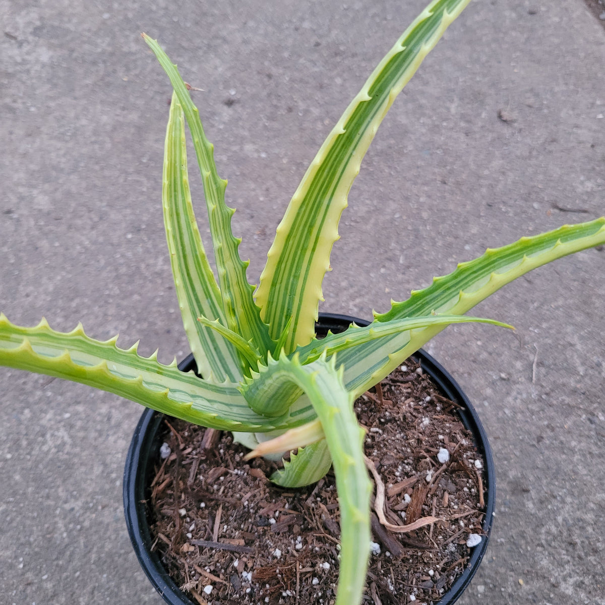 Aloe nobilis Variegata