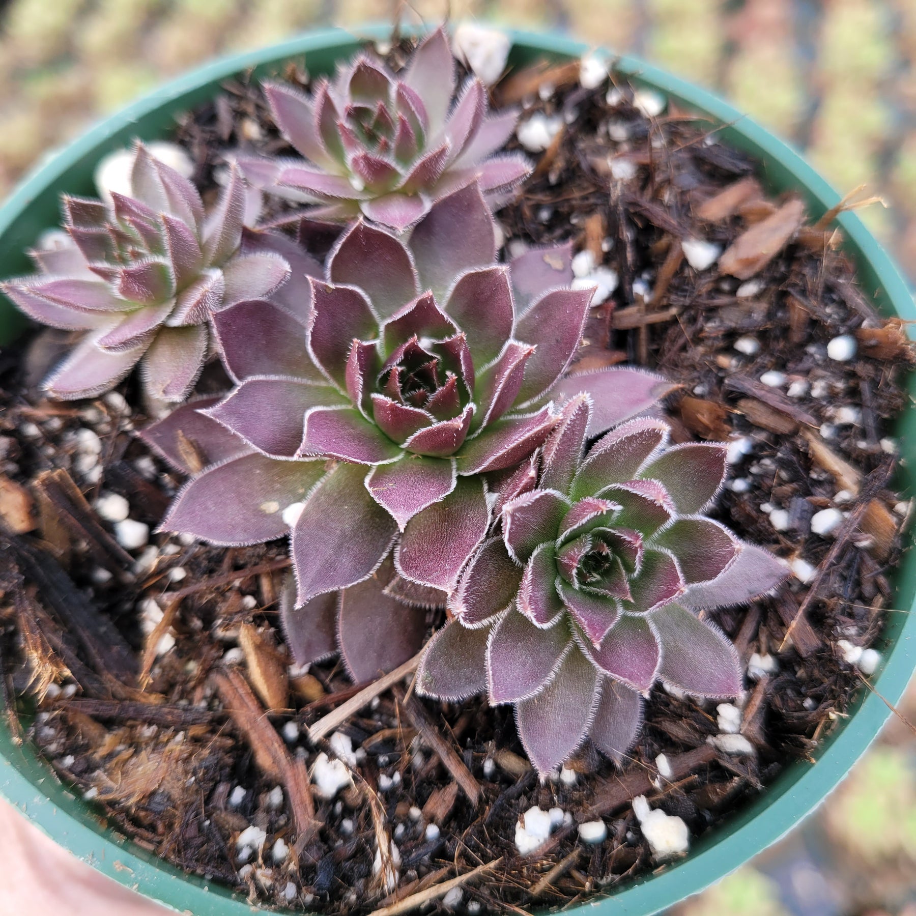 succulent: chocolate flava ii Sempervivum Chocolate Kiss