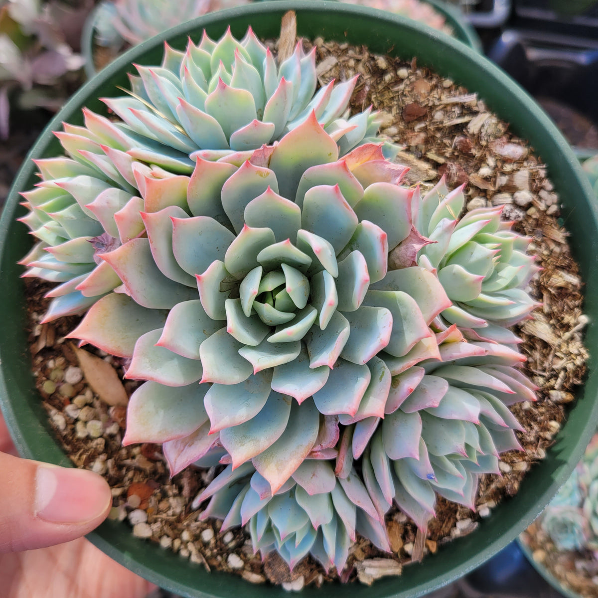 Echeveria 'Blue Mist' - Succulents Depot