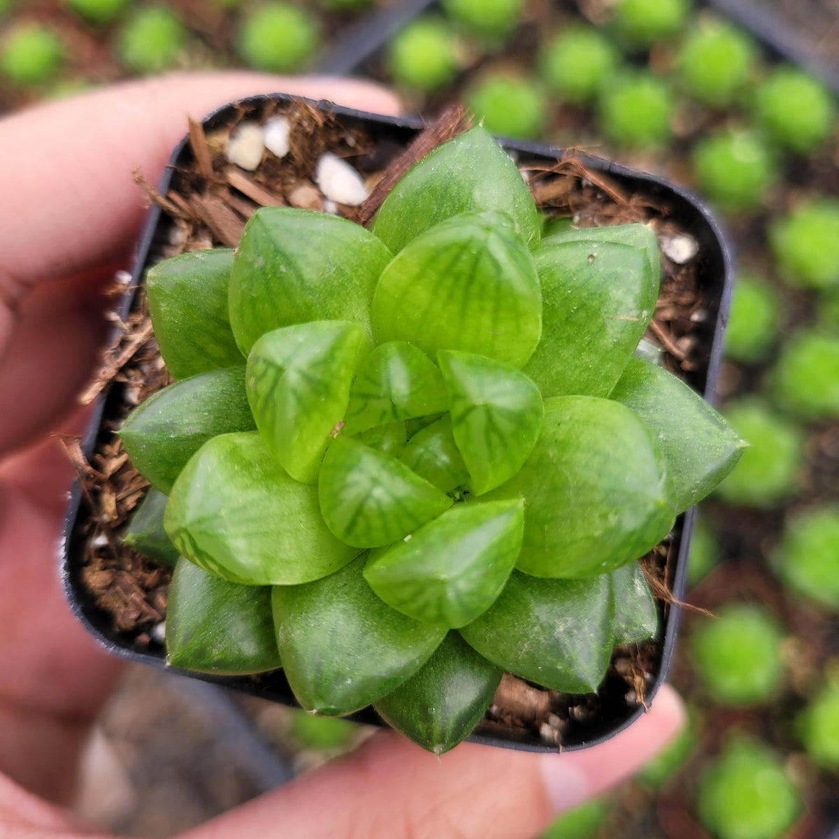 Haworthia cymbiformis var. obtusa
