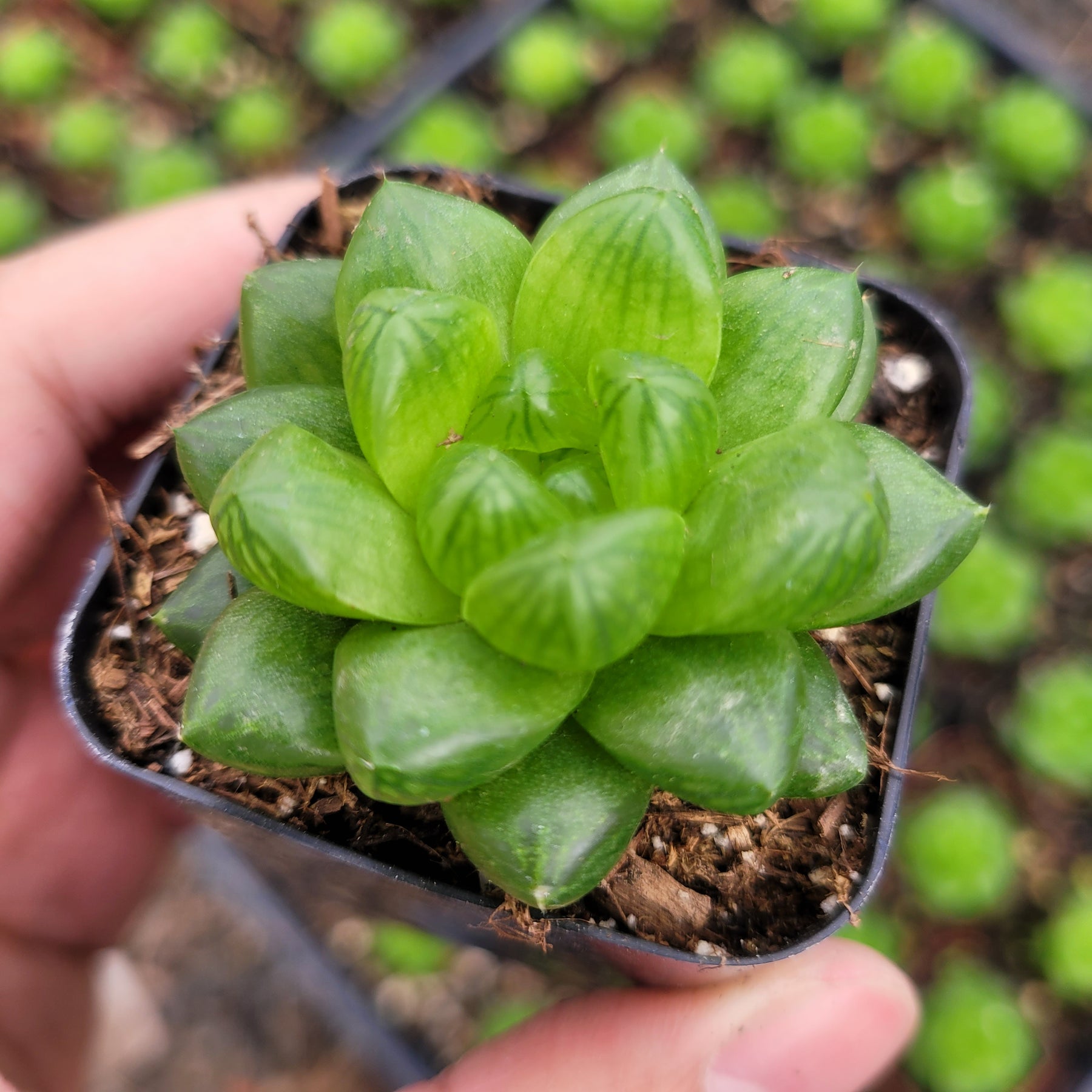 Haworthia cymbiformis var. obtusa