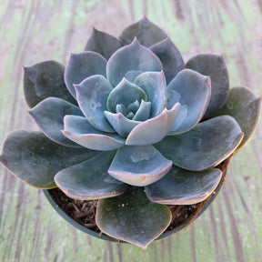 blue succulents home depot Echeveria 'Blue Prince'