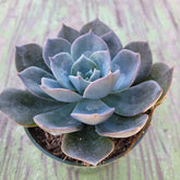 Echeveria 'Blue Prince'