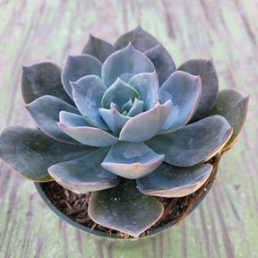 Echeveria 'Blue Prince'