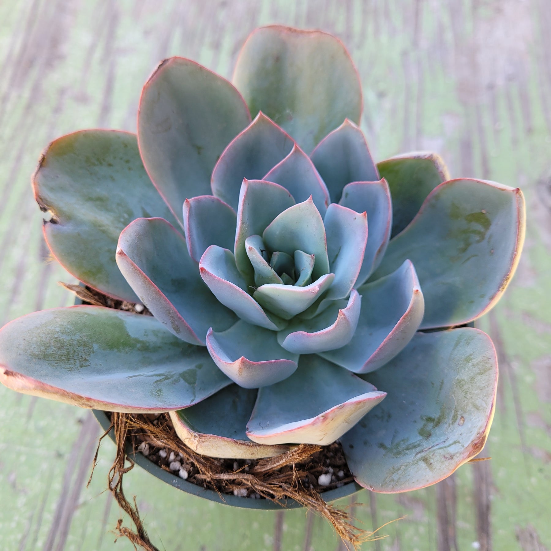 blue green succulents Echeveria 'Blue Light'