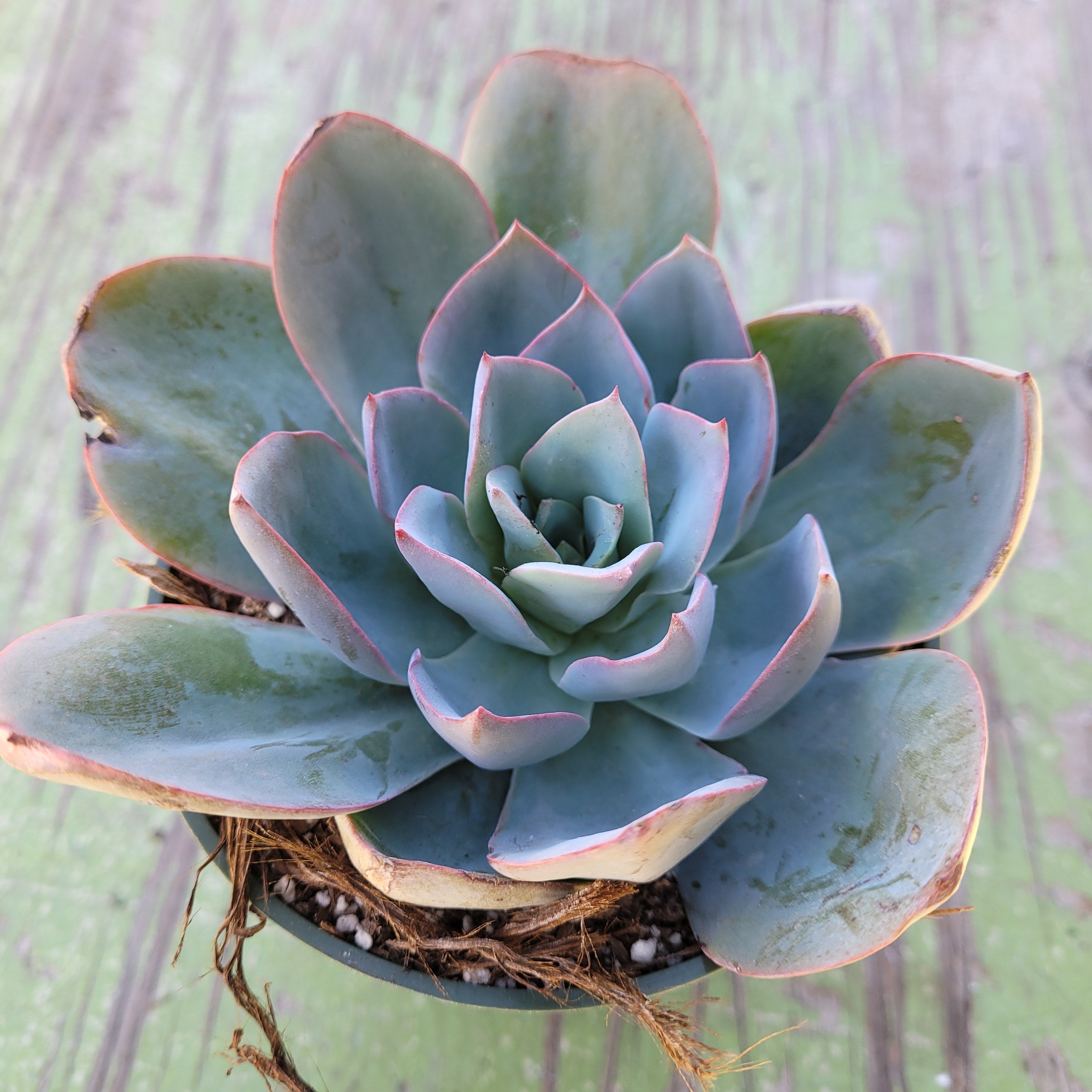 blue succulent types Echeveria 'Blue Light' -