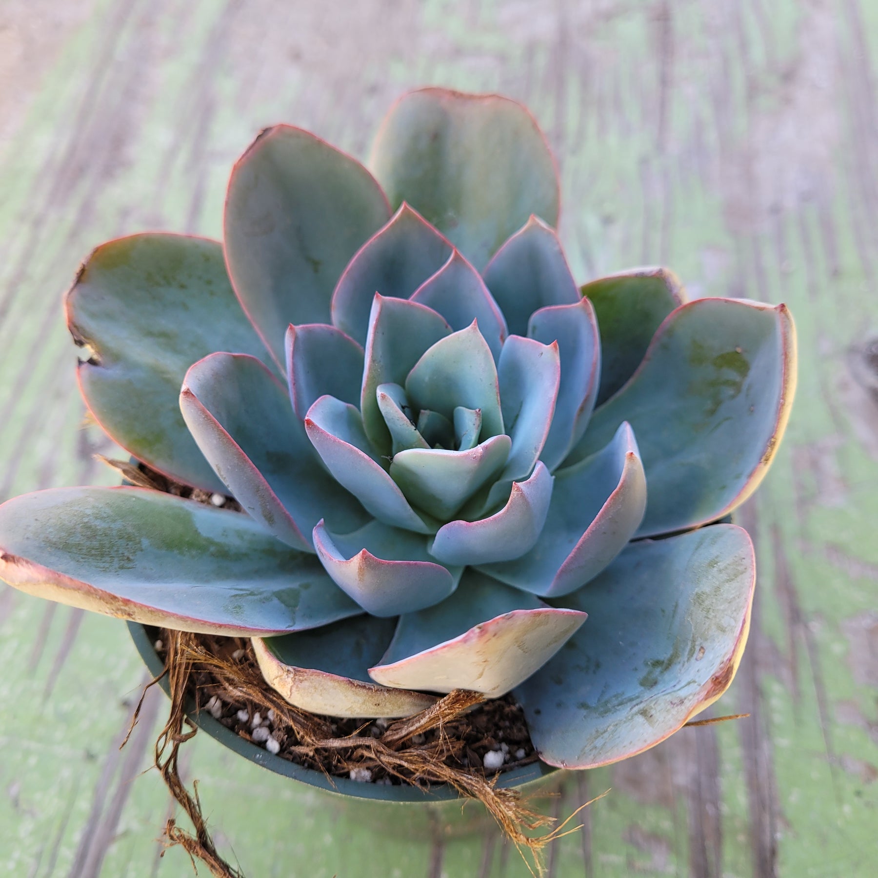 aurora blue succulent Echeveria 'Blue Light'
