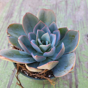 Echeveria 'Blue Light'