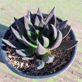 Echeveria 'Black Knight' - Succulents Depot