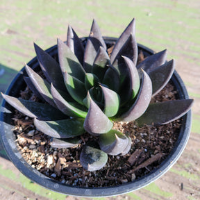 Echeveria 'Black Knight' - Succulents Depot
