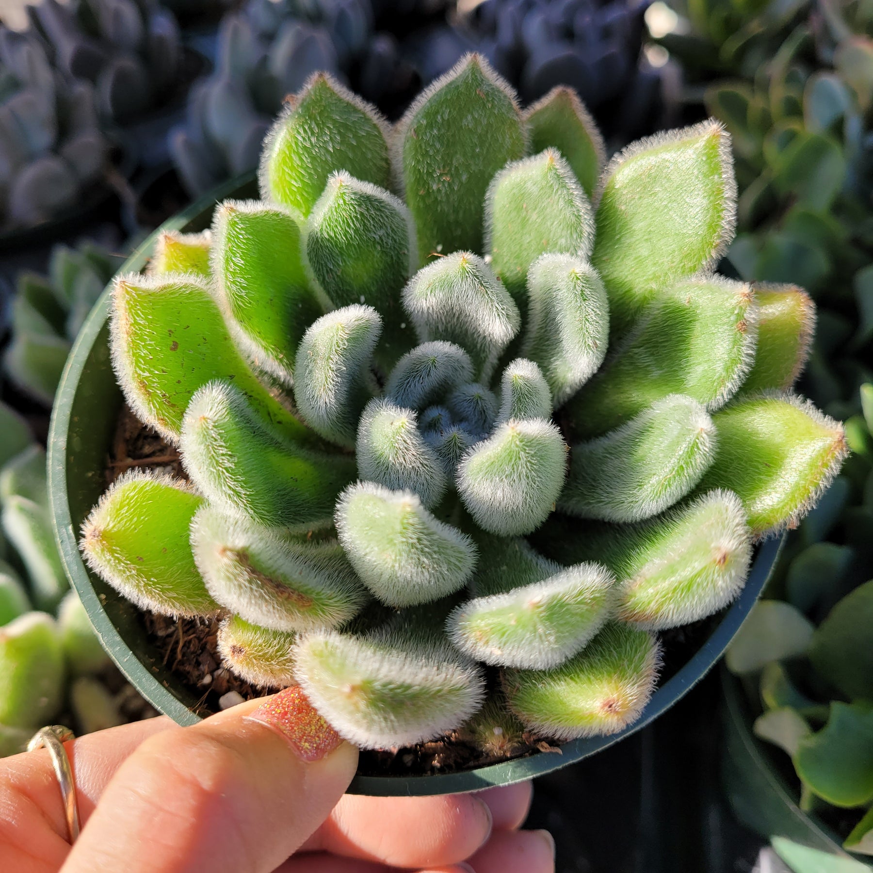 doris taylor succulent care Echeveria 'Doris Taylor'