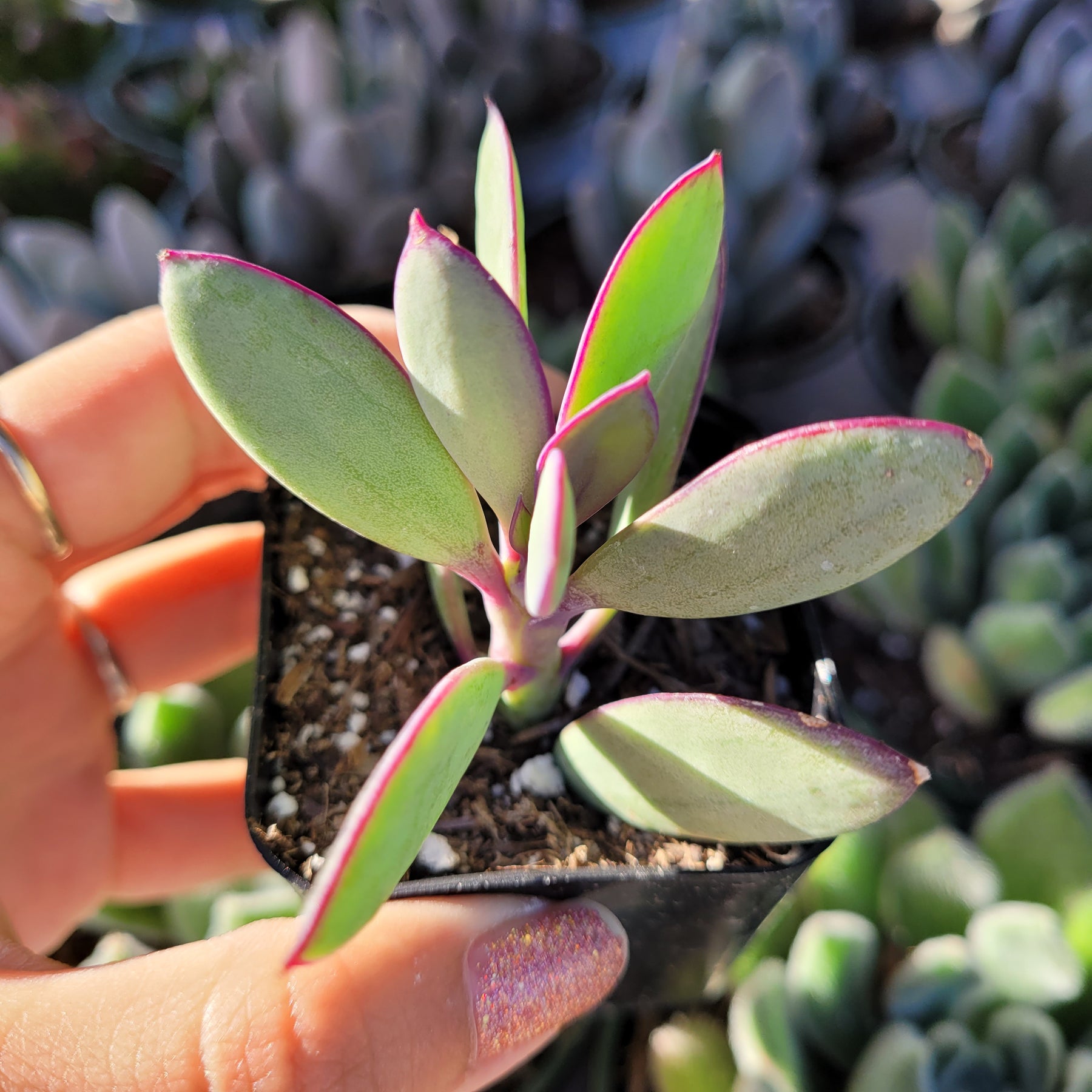 red stem green leaves succulent Senecio crassissimus