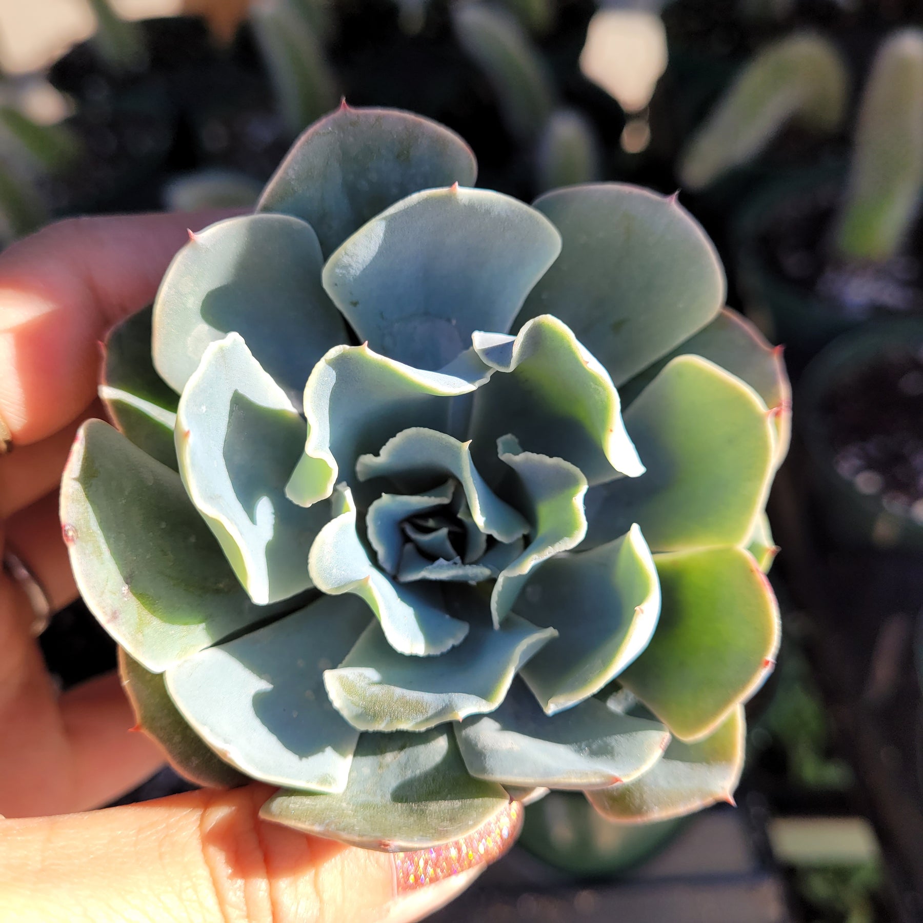 frilly succulent Echeveria 'Blue Frills'