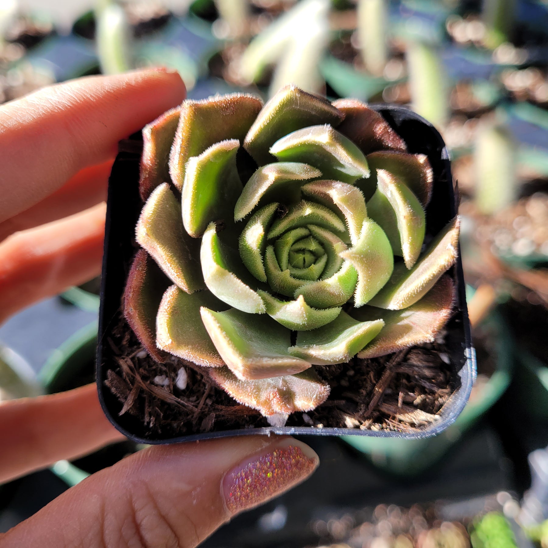 succulent plant rose Echeveria Brown Rose