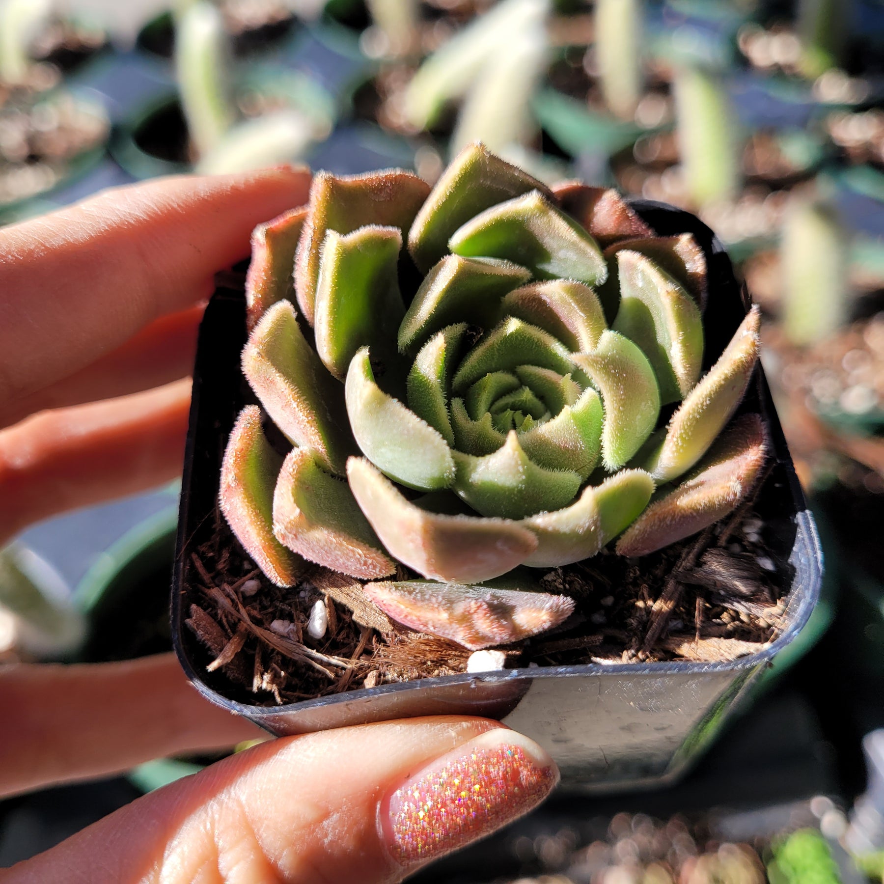 chocolate rose succulent Echeveria Brown Rose