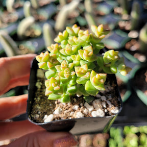 tom's thumb succulent Crassula rupestris ssp. commutata 'Tom Thumb' 2 Inch