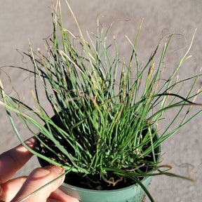 Albuca polyphylla 'Augrabies Hills' - Succulents Depot