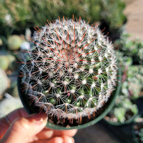 Mammillaria zeilmanniana 'Rose Pincushion Cactus'