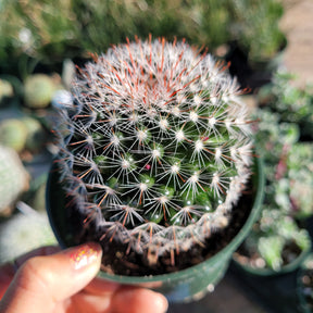 Mammillaria zeilmanniana 'Rose Pincushion Cactus'