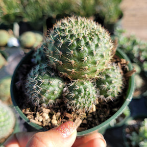Rebutia vulpina - Succulents Depot