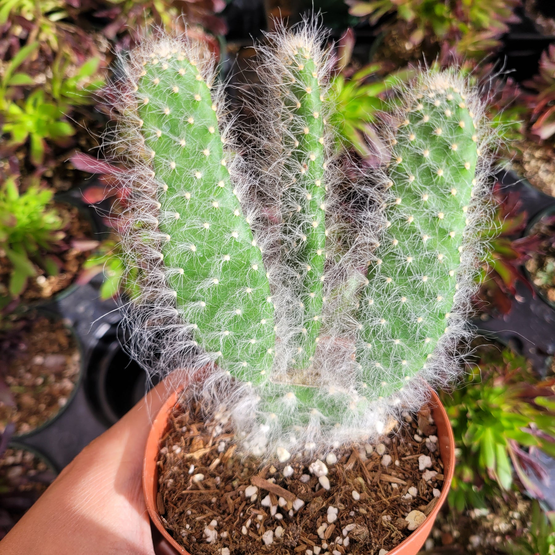 prickly pear snow cactus drooping Opuntia (Prickly Pear) Snow "Blue Jacket" -